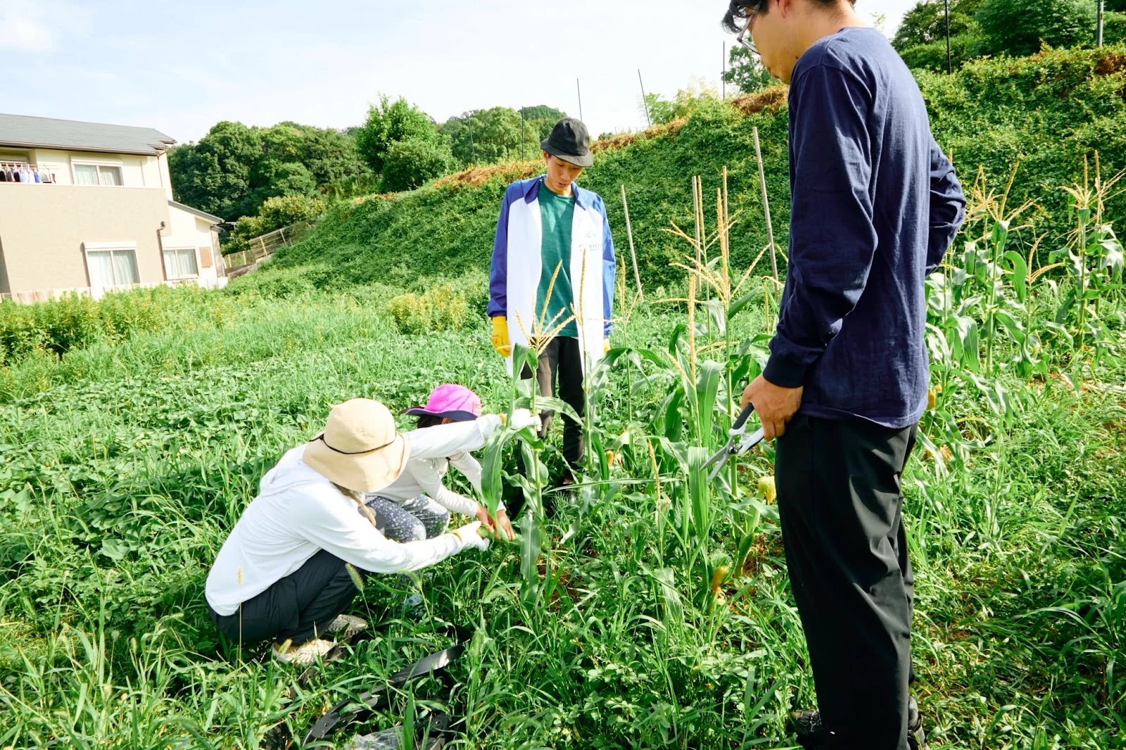 日差しのある畑で、作物を囲んで一緒に作業する参加者たち